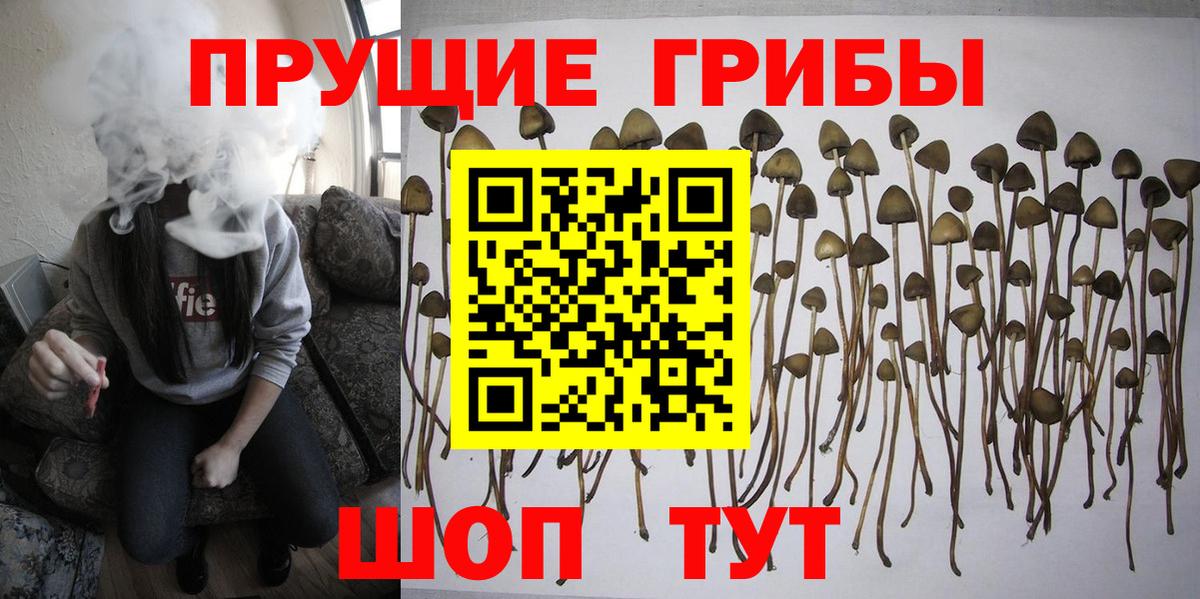 Псилоцибиновые грибы мицелий Шахты